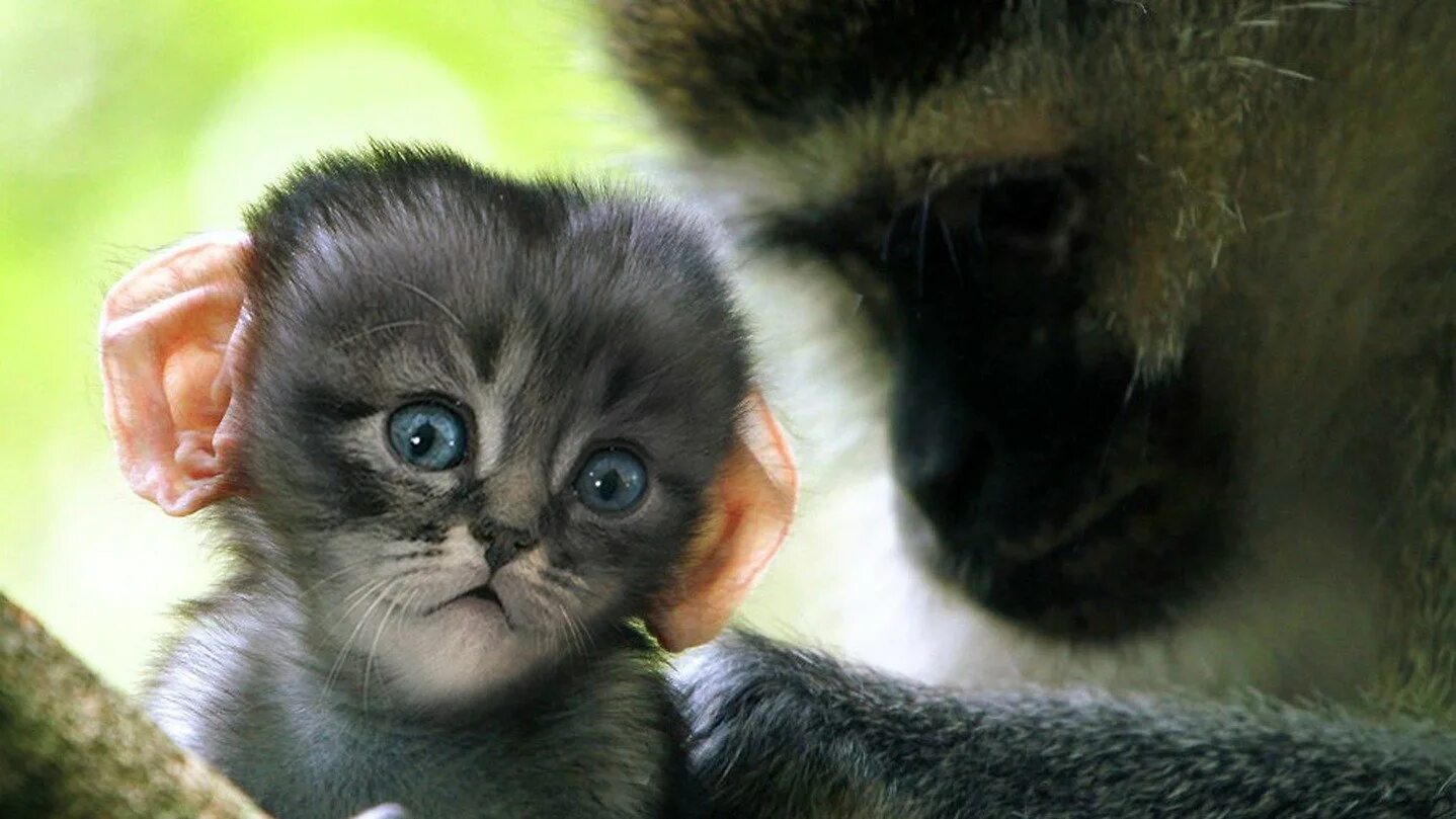 Обезьяна и кот. Милые обезьянки. Маленькие обезьянки. Обезьянка и кот. Обезьяна похожая на кошку.