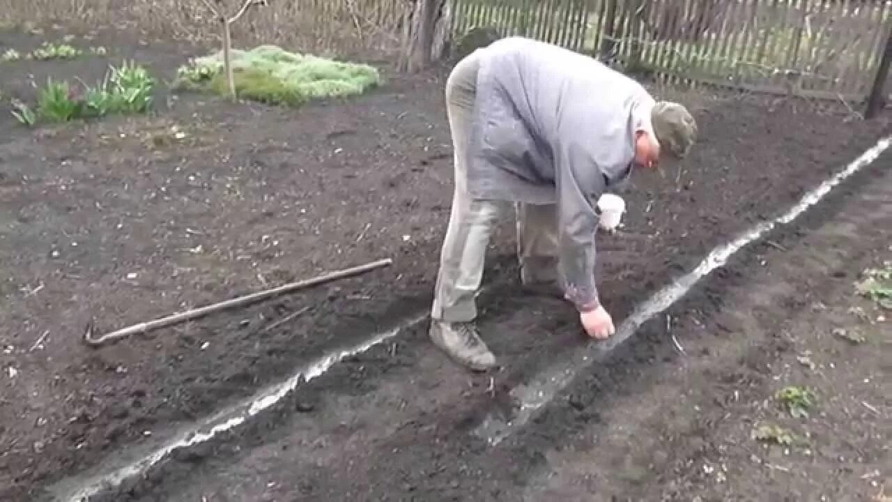 Сажаем горох в открытый грунт. Посадка гороха в открытый грунт весной. Сажаем горох в открытый грунт семенами. Как сажать горох в открытый грунт.