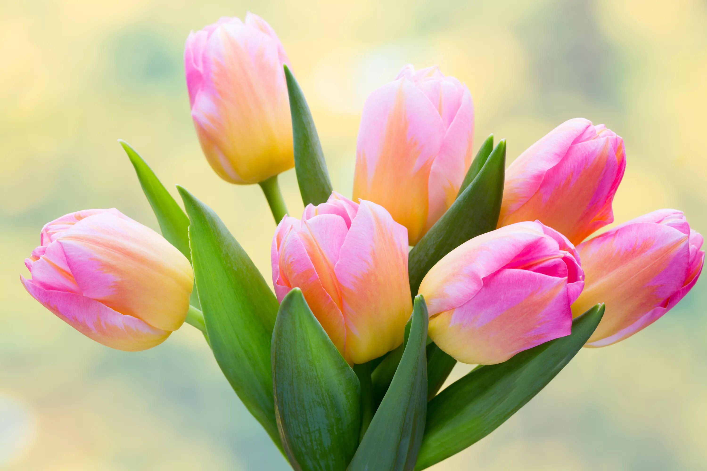 Цветы тюльпаны. Красивые тюльпаны. Очень красивые тюльпаны. Весенние тюльпаны. Весенние тюльпаны картинки красивые