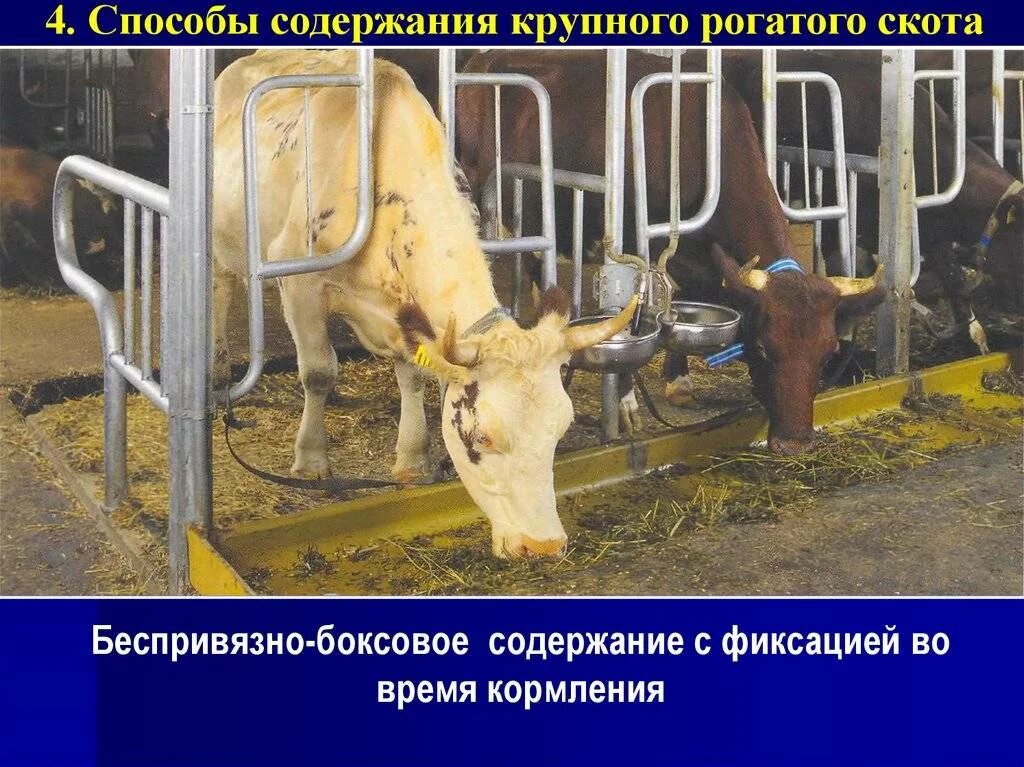 Способы содержания крс. Методы содержания крс. способы содержания крупного рогатого скота. беспривязное содержание крс. беспривязно-боксовое содержание.