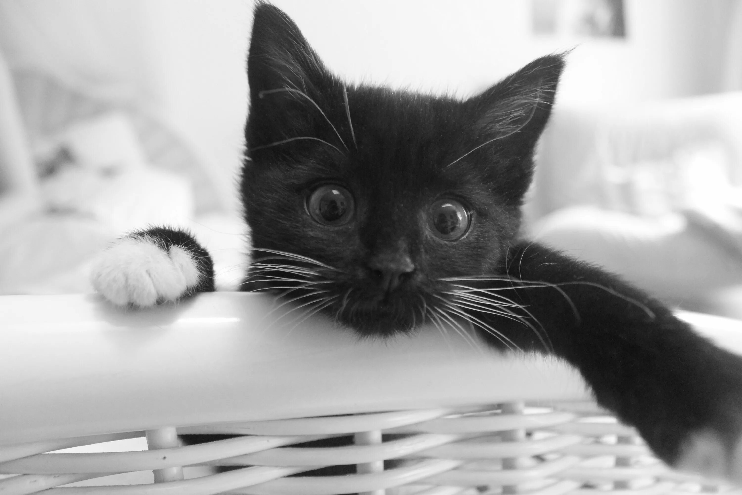 Черно белые котики. Черно белые котики. Черно белые котики. Черно белые котики. Европейская короткошерстная кошка черно-белая.