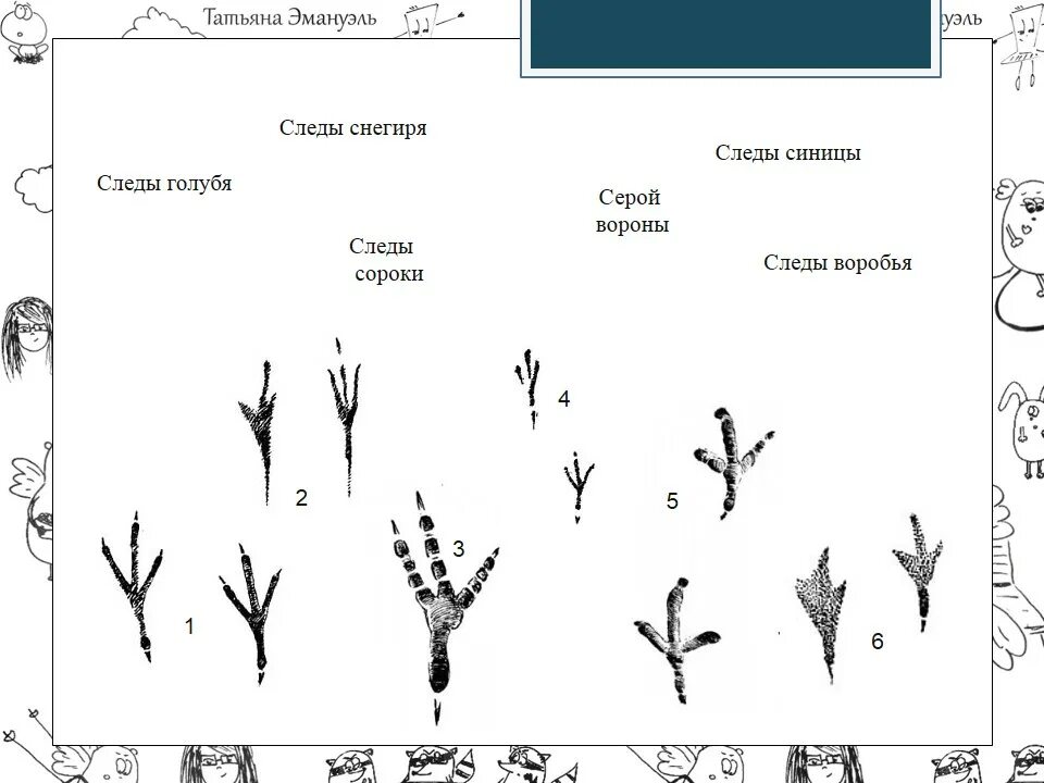 следы птиц зимой. следы птиц. следы птиц. птичьи следы на снегу. следы птиц на снегу.