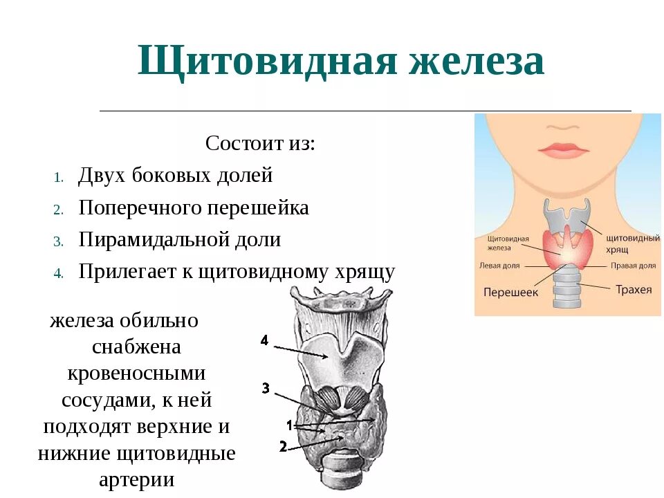 Что такое щитовидная железа. Схема строения щитовидной железы. Схема анатомии щитовидной железы. Щитовидная железа строение таблица. Расположение щитовидной железы у человека анатомия.