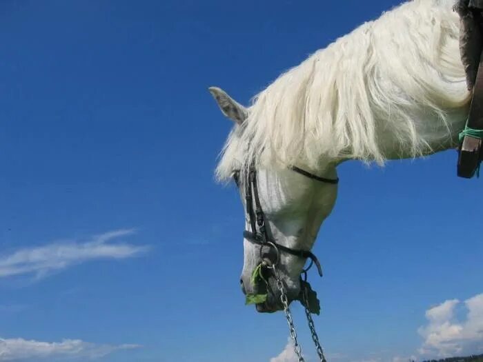 Конь авторы музыки и слов. Белогривый конь картинка. Облака лошадки фото. Быть лошадкой белогривой. Как называется Белогривая лошадка.