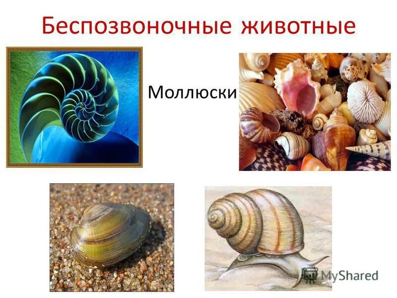 голожаберник хромодорис.