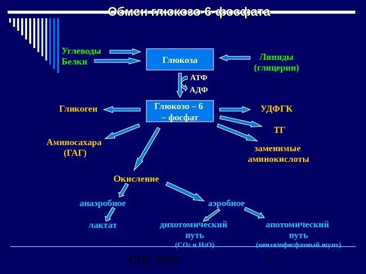 Мобилизация гликогена механизм. Глюкозо 6 фосфат функции. Превращение белков в глюкозу. Гликоген в глюкозо 6 фосфат.