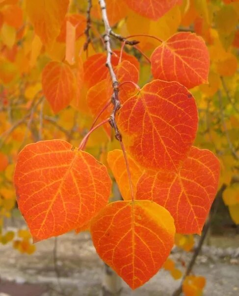 Осина осенью. Осенние листья осины. Осиновый лист осенью. Осенние осиновые листочки. Осинка листья осенью