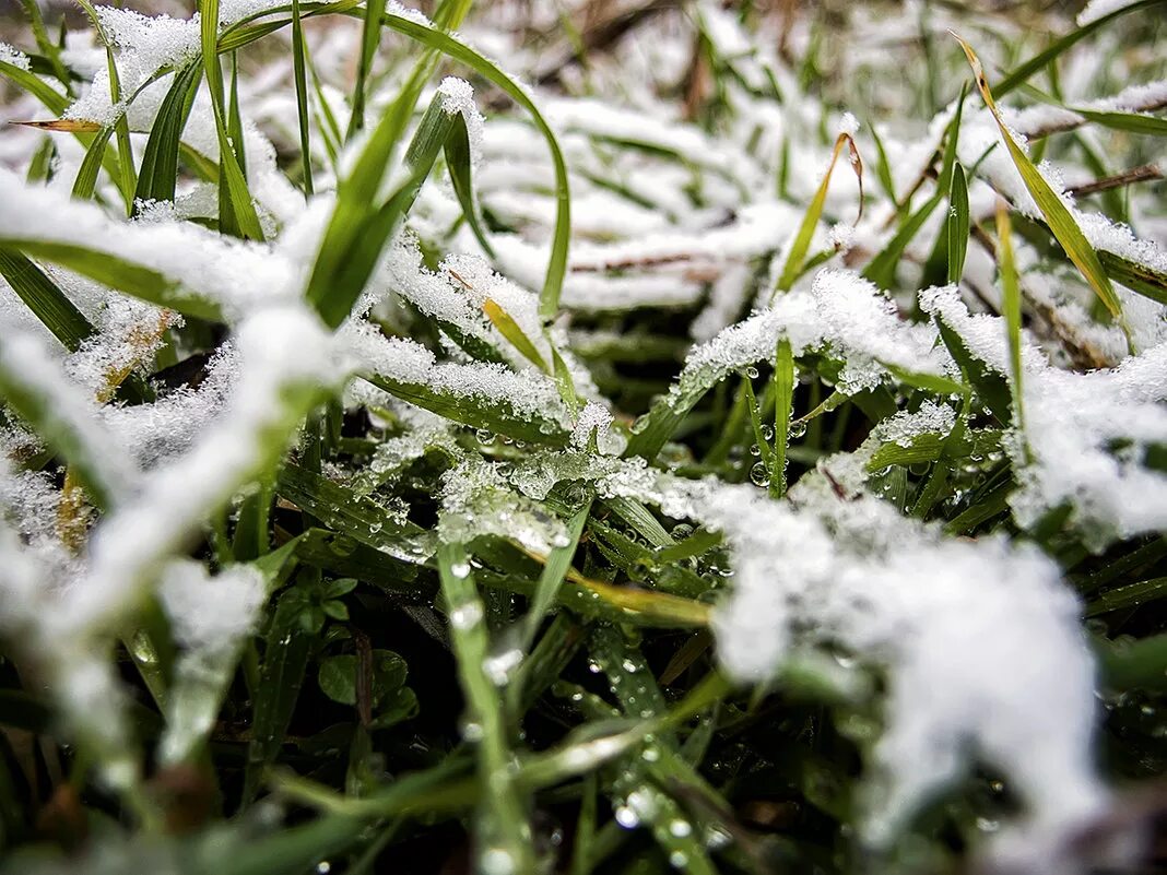 Под снегом есть воздух. Растения под снегом. Трава под снегом. Зеленые растения под снегом. Травинка под снегом.