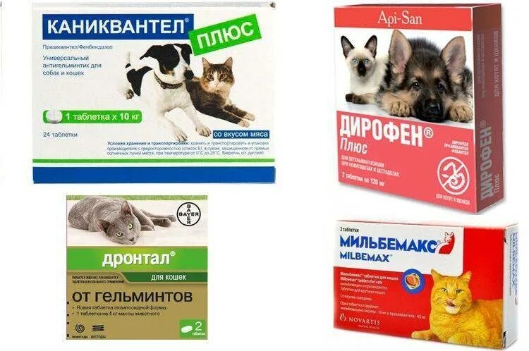 Глистогонные сколько давать. Дегельминтизация кошек препараты. Глистогонное для собак и кошек. Препарат для глистогонки котят. Глистогонные препараты для кошек таблетки.