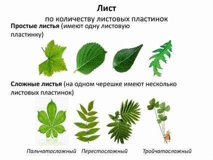 Виды листьев у растений