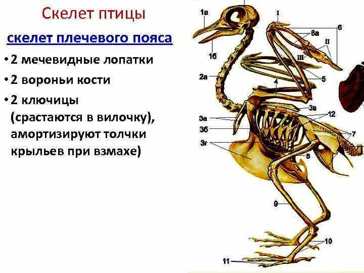 Скелет птицы отделы позвоночника. Скелет птицы позвоночник. Кости позвоночника скелета птицы. Скелет птицы строение позвоночника.