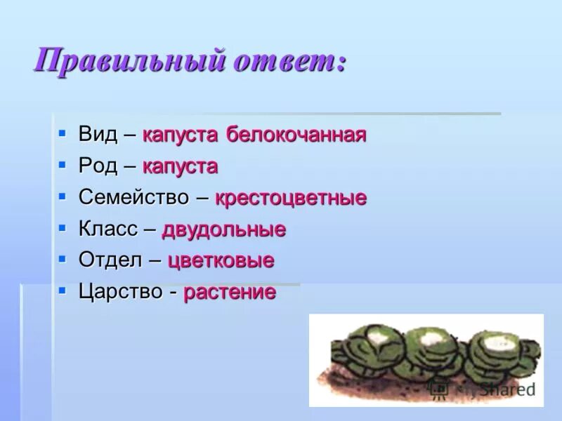 Систематическое положение капусты огородной. Царство капуста огородная. Капуста огородная отдел класс семейство род вид. Капуста происхождение родина. Капуста brassica.