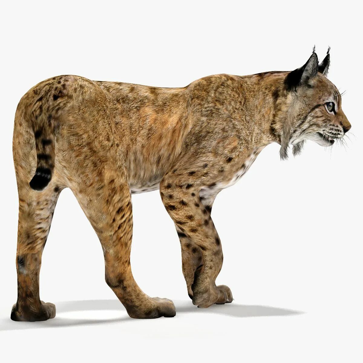 Lynx 3d model. Рысь модель. Рысь 3д модель. Рысь 3d модель.