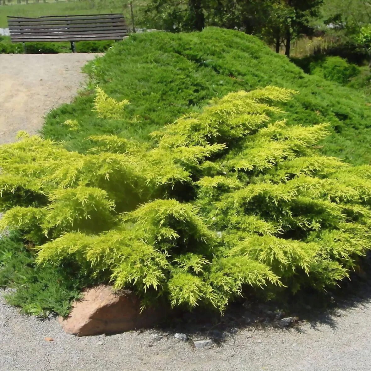 Juniperus media