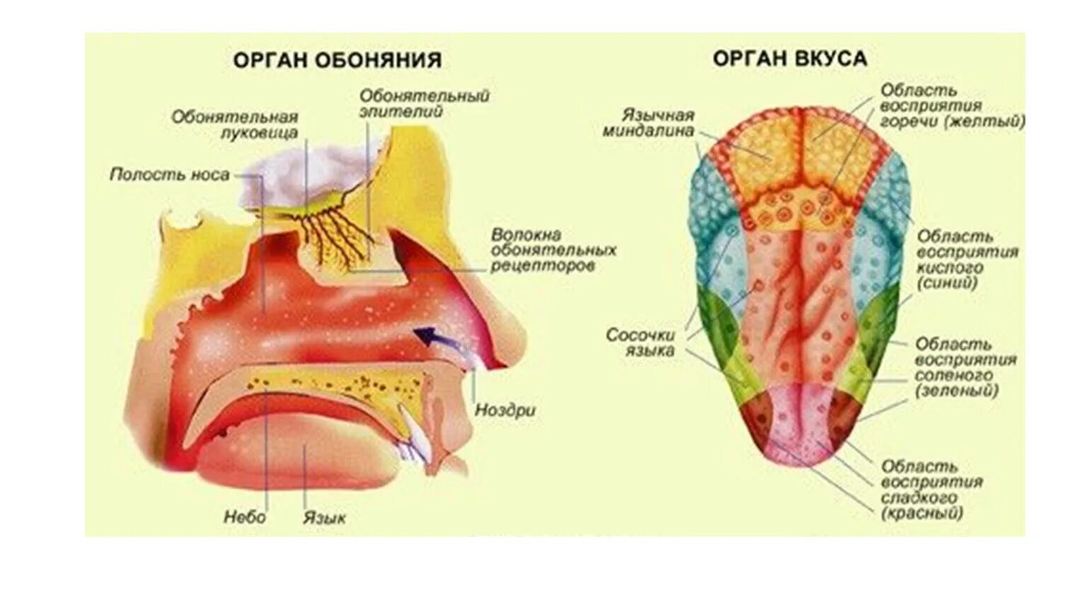 Орган обоняния строение анализатора. Строение вкусового и обонятельного анализатора. Строение и функции обонятельного и вкусового анализатора.. Анализаторы обоняния и вкуса анатомия.