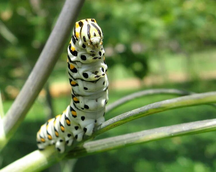 Гусеница пауки. Паучья гусеница. Гусеница паук. Паук и гусеница это насекомое ?. Человека-паука гусеница.