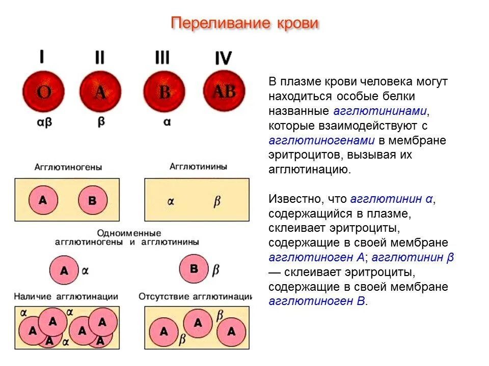 Резус фактор при переливании крови. Переливания плазмы крови по резусу. Агглютинины и агглютиногены крови агглютинация. В системе резус фактор в плазме крови агглютинины. Переливание крови схема агглютинины.