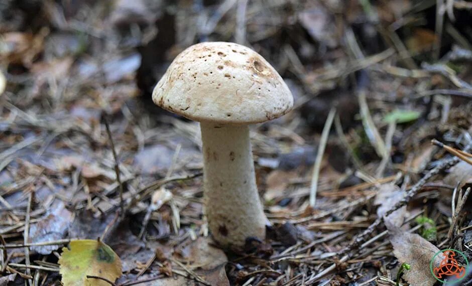 Белый болотный подберезовик. Обабок белый. Подберезовик белый. Подосиновик белый. Подберезовик белый подберезовик болотный.