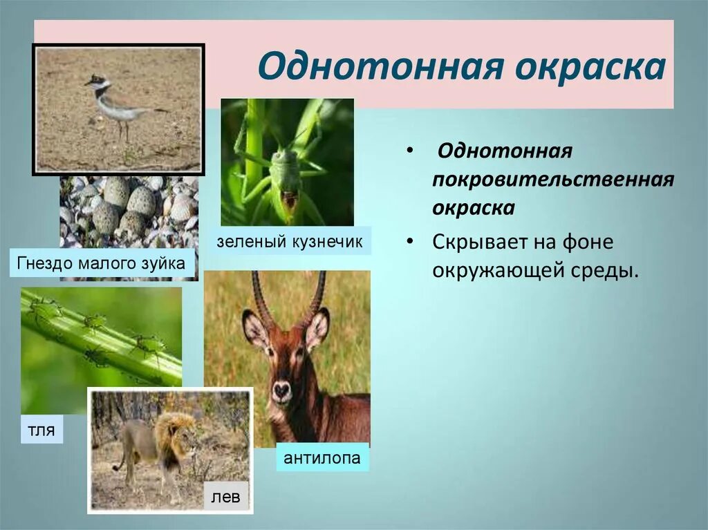 Приспособления животных окраска. Приспособление окраска биология. Однотонная покровительственная окраска. Покровительственная окраска у животных.