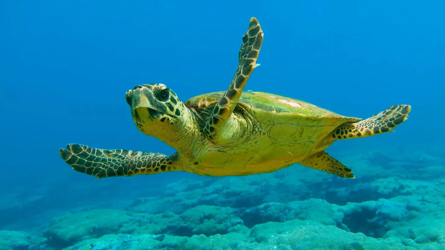 Морская черепаха. Tortuga. Панцирь морской черепахи. Tortuga. Tortuga.