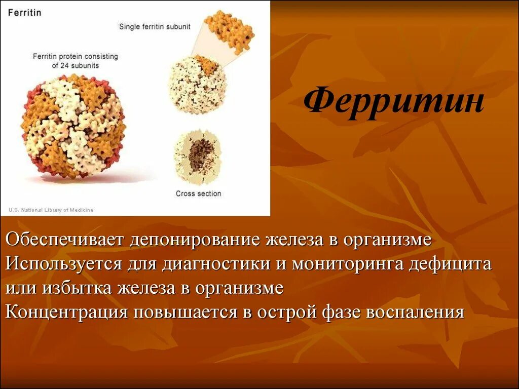 Железо в организме человека норма ферритин. Ферроин. Ферритин депонирование железа. Белок ферритин.