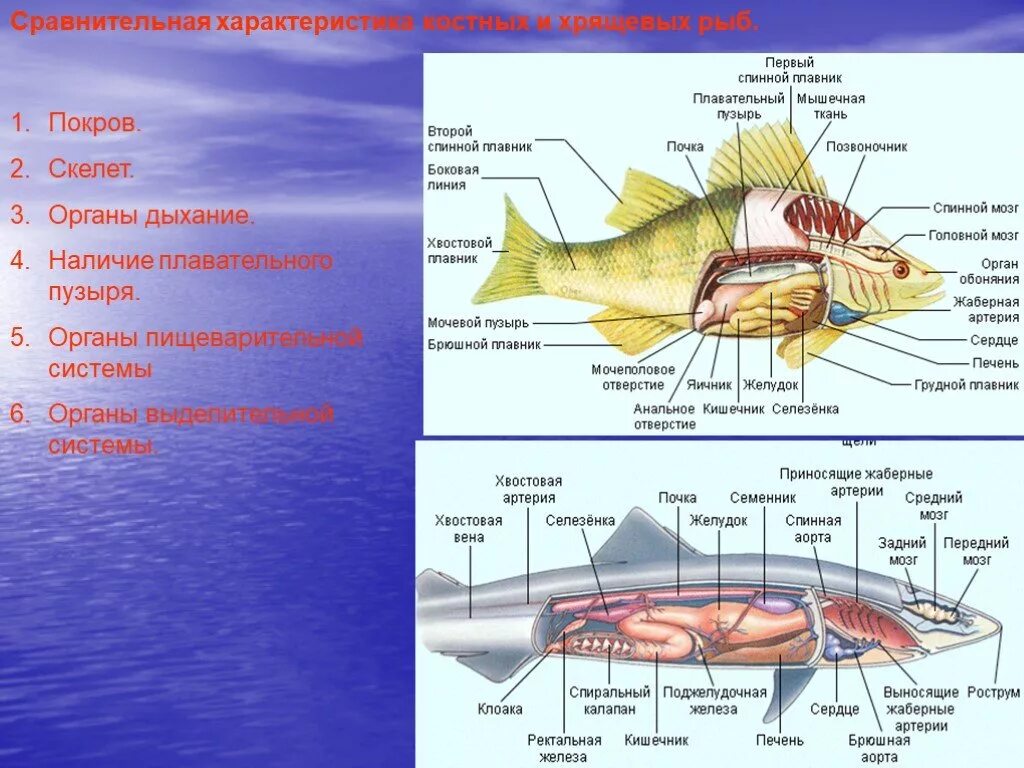 3 признака хрящевых рыб. Строение костных рыб и хрящевых рыб. Внутреннее строение хрящевых рыб. Хрящевые рыбы системы органов. Внутреннее строение хрящевых и костных рыб.