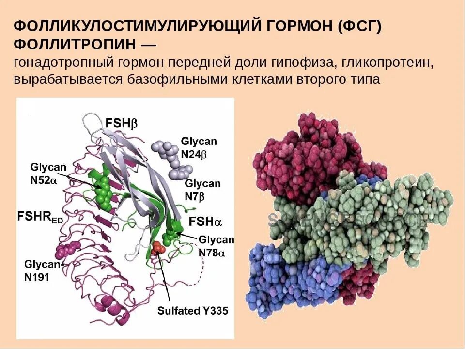 Фолликулярно стимулирующий гормон. Фолликулостимулирующий гормон строение молекулы. Фолликулостимулирующий гормон структура. Фолликулостимулирующий гормон химическая структура.