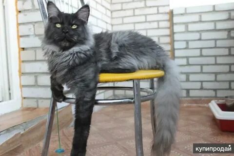 Вязка мейн кунов