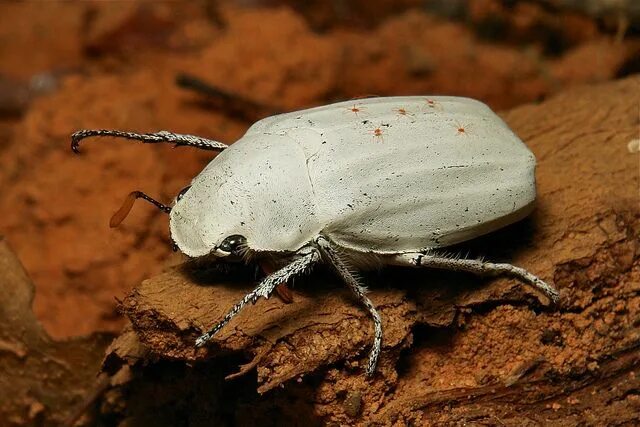 Как выглядит белый жук Escarabajo. Animales albinos, Amazing animals, Coleopteros