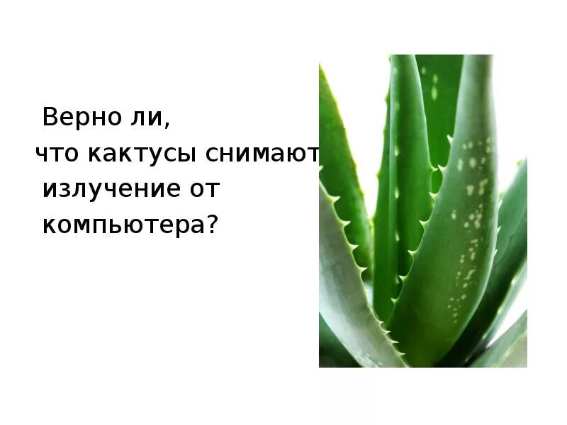 Кактус поглощает излучение. Верно ли что кактусы снимают излучение от компьютера. кактусы поглощают излучения от компьютера. растения поглощающие радиацию. кактусы забирают радиацию компьютера.