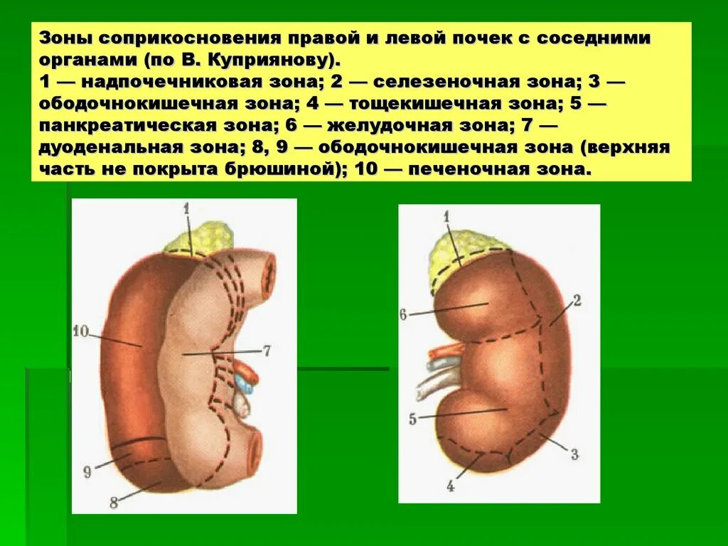 Правая почка соприкасается:. Зоны почки. Топография почки анатомия. Правая почка меньше левой