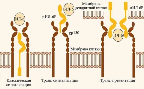 Ингибитор 6