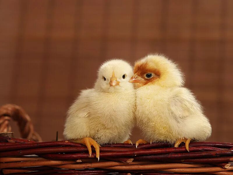 2 chicks. Красивые цыплята. Два цыпленка. Цыплёнок домашний. Красивые птенцы.