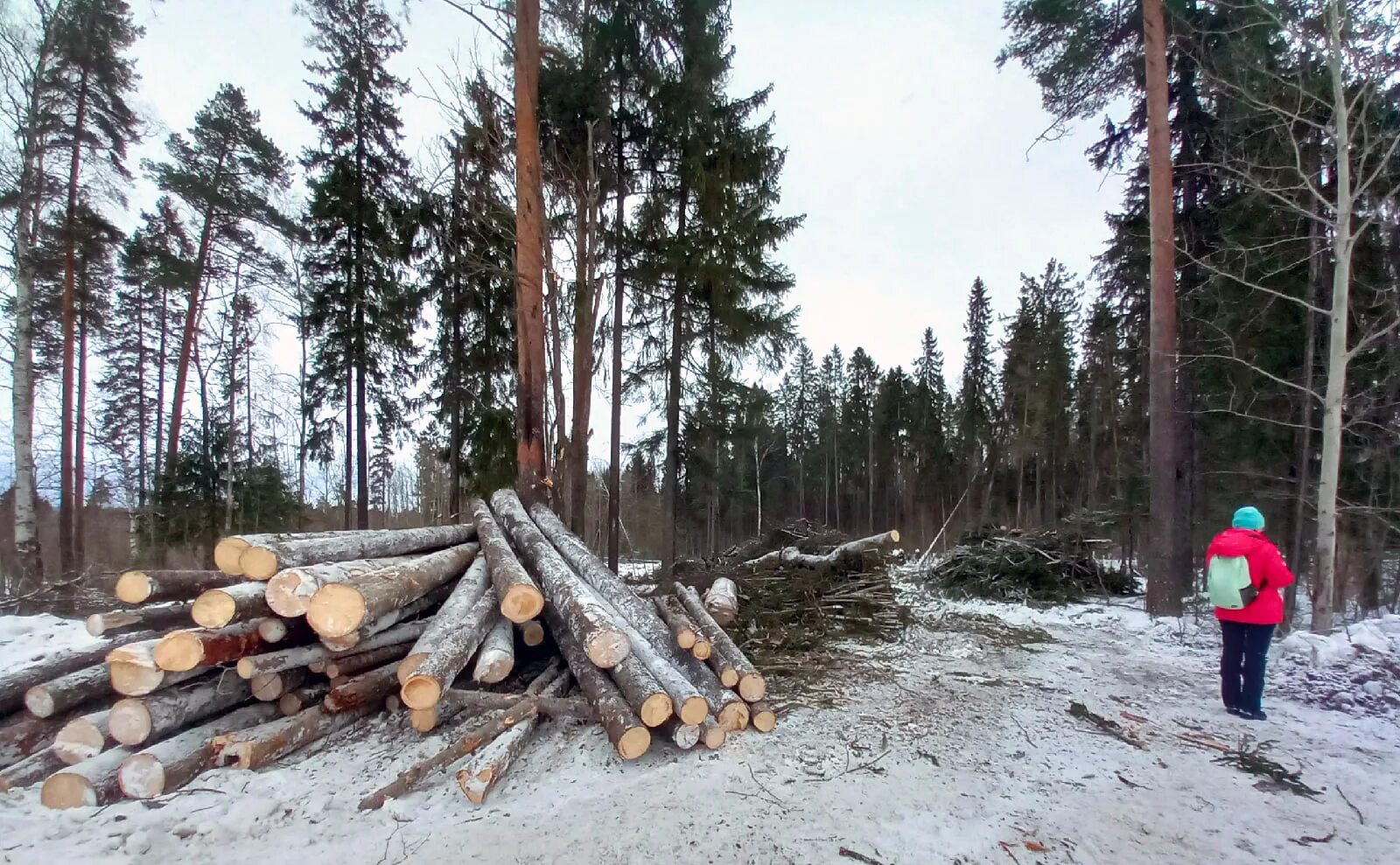 Петрозаводск леса. Вырубка лесов в Карелии. Земля в лесу. Троицкий лес вырубка.