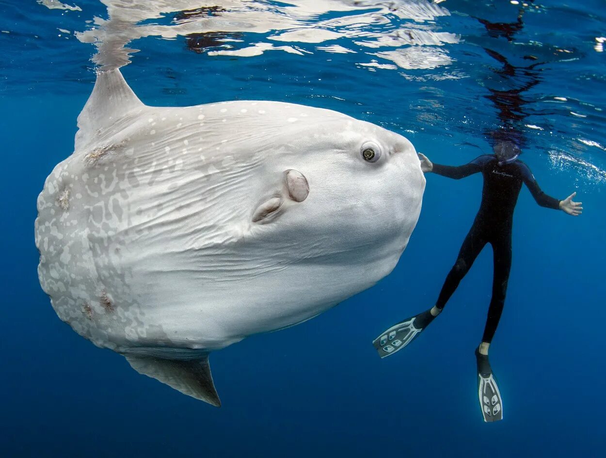 Большие существа в океане. Mola Mola рыба. (Mola Mola) рыба солнца. Рыба Луна мола мола. Sunfish рыба Луна.