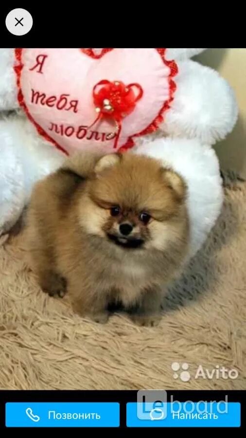 Питомник померанских шпицев медвежьего