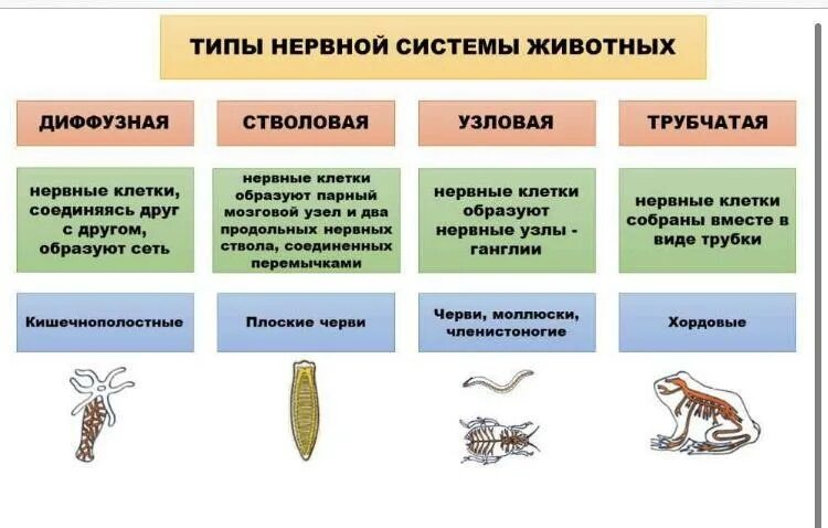 Диффузная нервная система характерна для животных типа. Типы нервной системы у животных таблица. Нервная система животных таблица 7 класс биология. Типы нервной системы у животных схема. Типы нервной системы таблица биология.