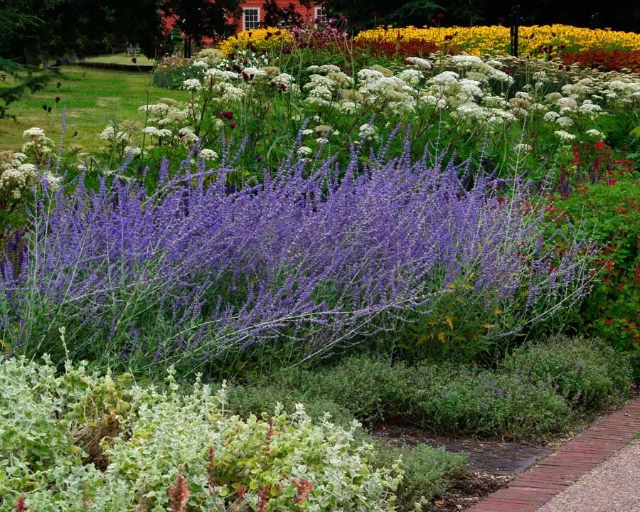 Perovskia atriplicifolia. Перовския лебедолистная. Перовския лебедолистная Блю Спайр. Перовския лебедолистная atriplicifolia.