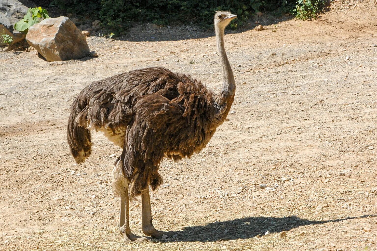 Африканский страус в саванне. Африканский страус рост. Красивый страус. Сирийский страус.