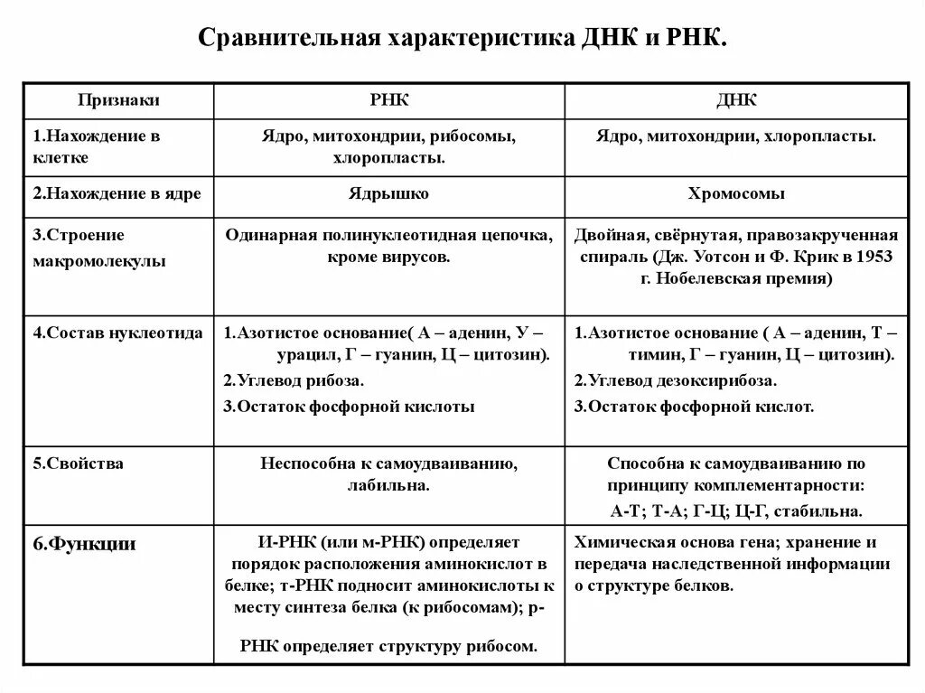 Соединения днк и рнк. Строение и функции ДНК И РНК таблица. Сравнительная таблица ДНК И РНК 10 класс. Сравнительная характеристика нуклеиновых кислот ДНК И РНК. Строение ДНК И РНК таблица.