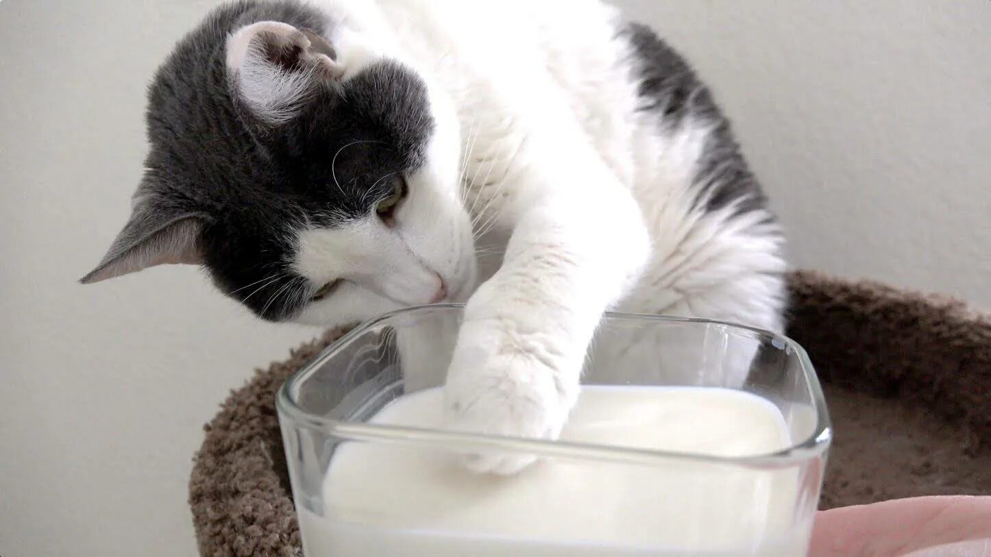 Есть сметану на ночь. Кошачье молоко. Котенок пьет молочко. Кот лакает молоко. Молоко для котят.