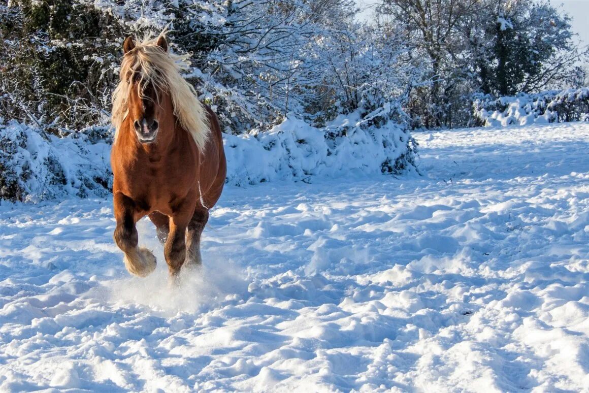 Лошади времен года. Лошади зимой. Лошади в снегу. Красивые лошади. Очень красивые лошади.