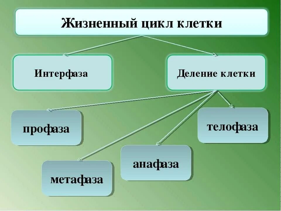 Накопление энергии для деления клетки. Жизненный цикл клетки схема. Синтетический период жизненного цикла клетки. Жизненный цикл соматической клетки. Жизненный цикл соматической клетки состоит из.