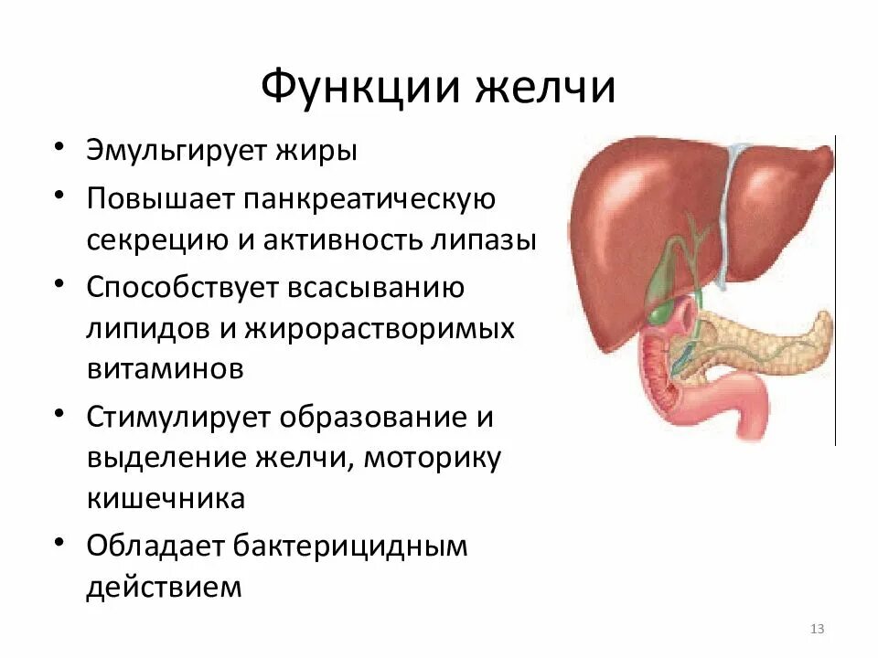 Три функции желчи в пищеварении. Печень. Строение. Функции. Функция желчи.. Функции печеночной желчи. Роль печени в пищеварении функции желчи. Регуляторные функции желчи.