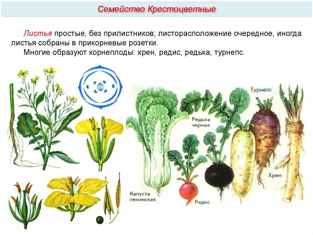 Что такое крестоцветные