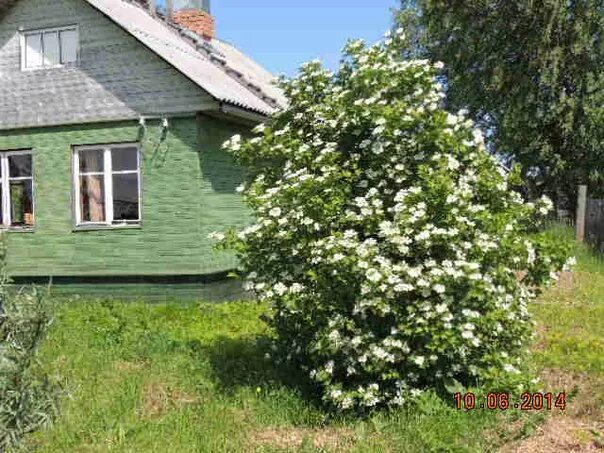 сирень в деревне. калина пирамидальная куст. растет цветет возле дома калина. песню цветет цветет возле дома. сирень в палисаднике.