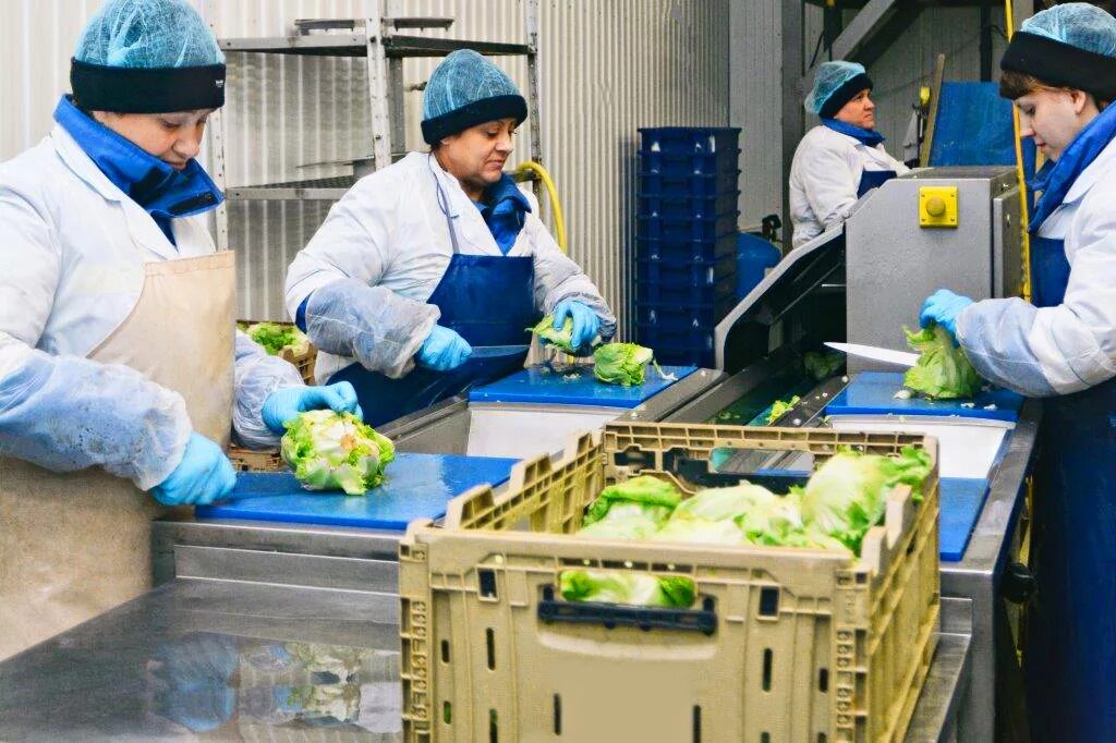 сортировка овощей и фруктов. сортировка фрукты овощи. контейнер для овощей. фасовка и сортировка фруктов. сортировка фрукты овощи.