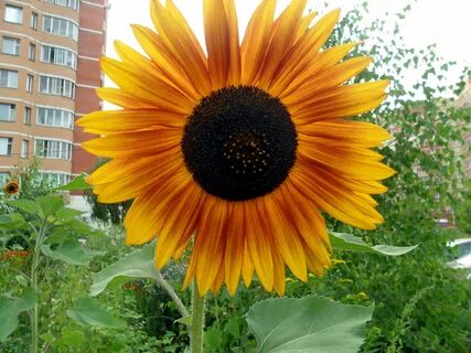 Sunflower отзывы