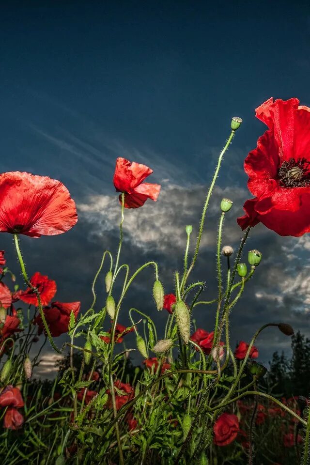 Маки маки андроид. Маки маки андроид. Поле маков. Маки кодзуэ. Приложение маки маки.