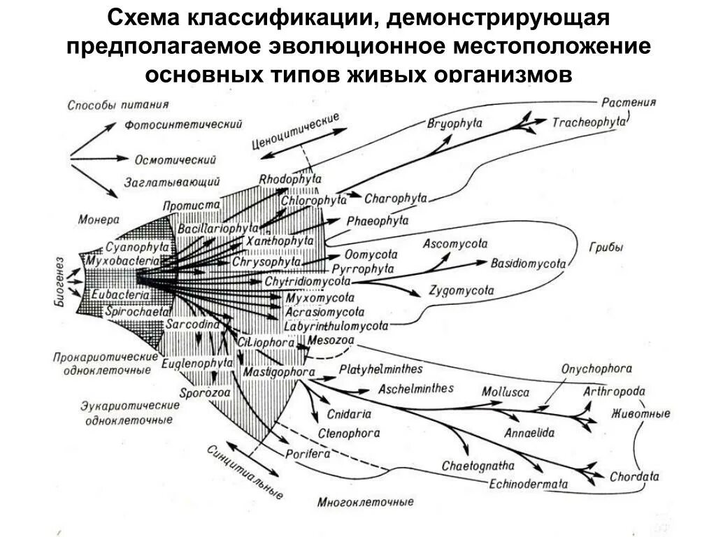 Классификация живых организмов пример. Полная классификация живых организмов. классификация живых организмов схема. систематика животных схема. систематика живых существ.
